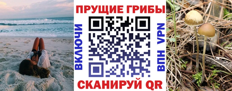 дарк нет телеграм Отрадное Галлюциногенные грибы MAGIC MUSHROOMS кракен ССЫЛКА