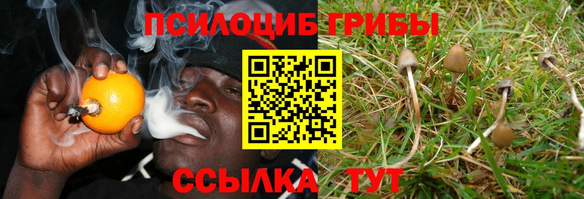 Псилоцибиновые грибы прущие грибы  Вход с VPN  Отрадное 